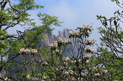 黄山