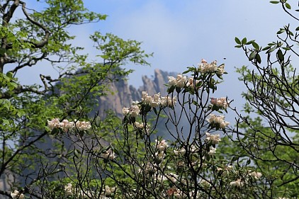 黄山