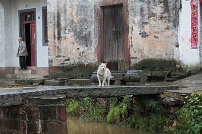 犬