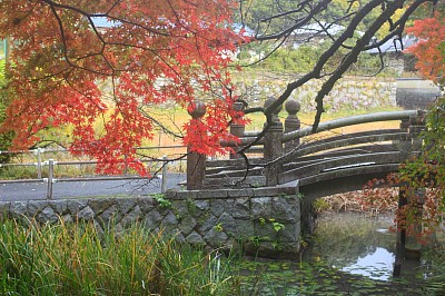 紅葉