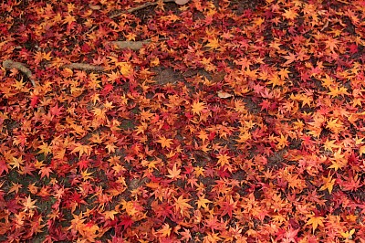 紅葉