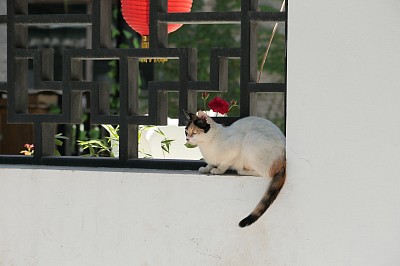 猫