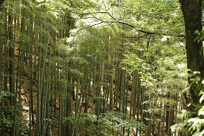 竹林