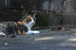 ねこ